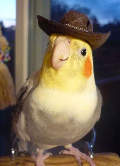 Bird With A Hat
